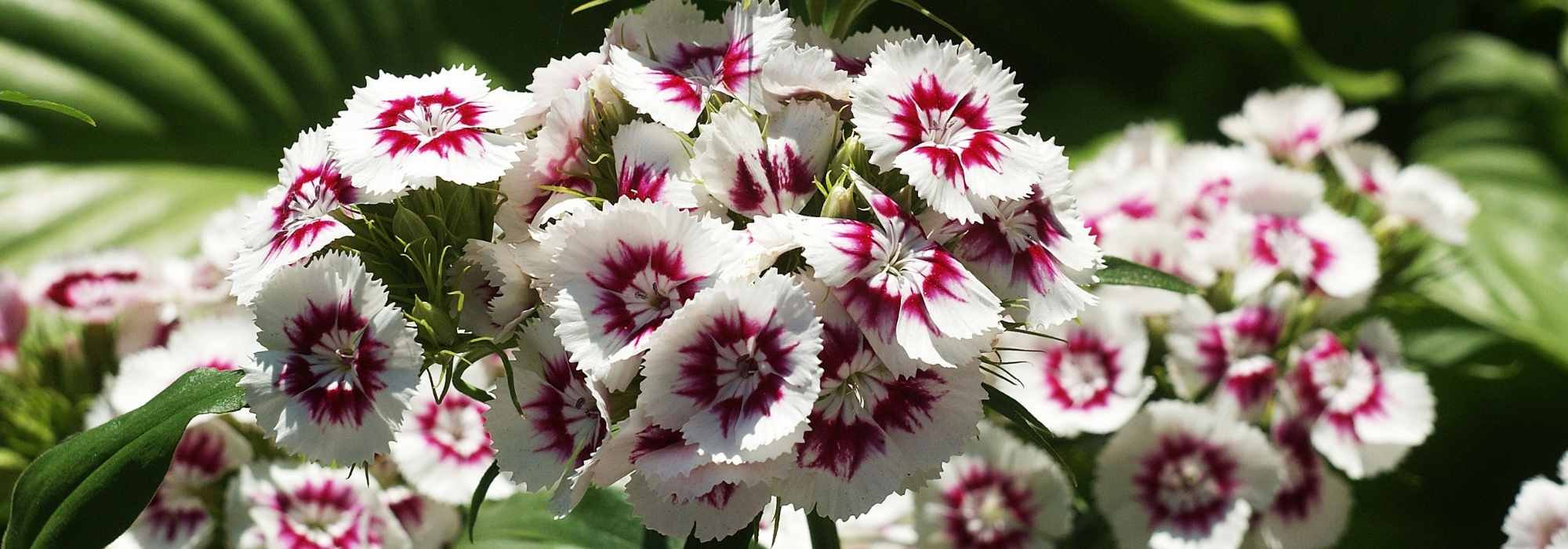 Clavel de los poetas - Dianthus barbatus: plantación, siembra, cuidados