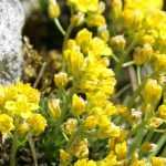 Draba: plantar, cultivar y cuidar