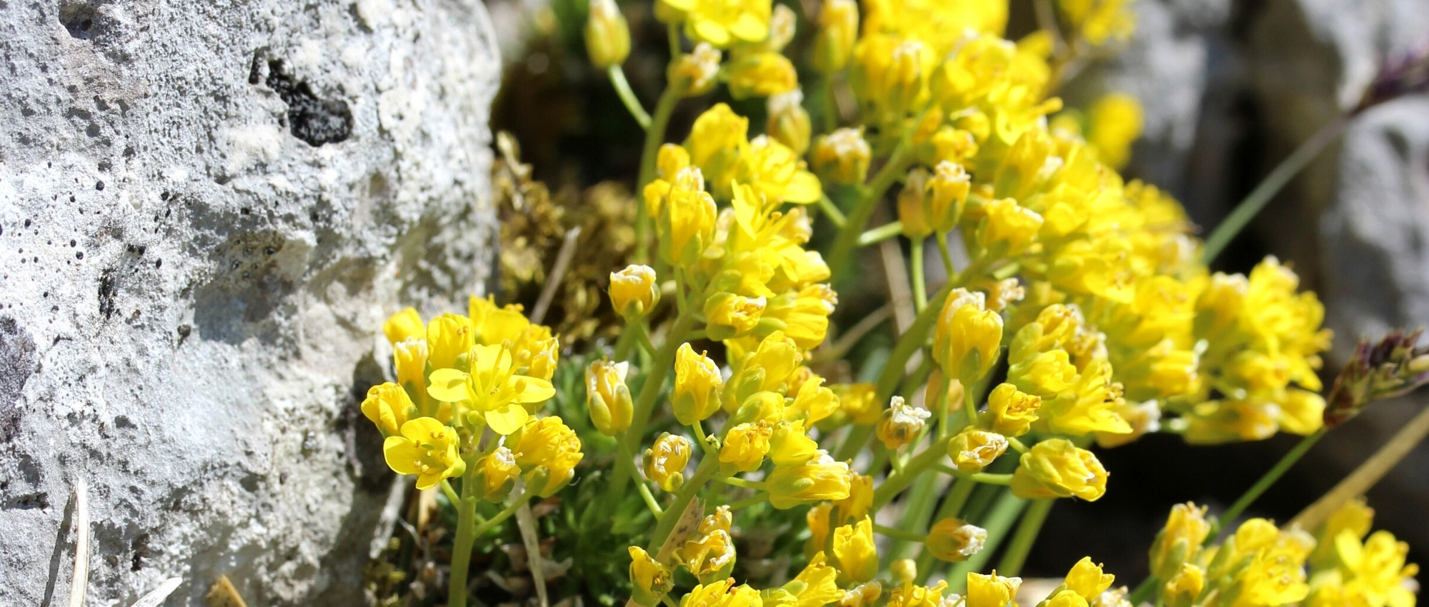 Draba: plantar, cultivar y cuidar