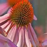 Las equináceas más bellas