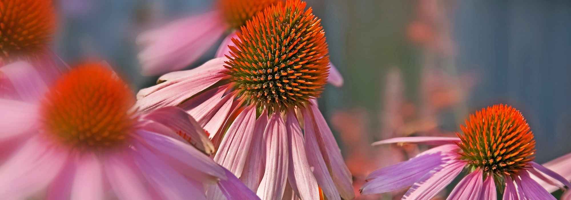 Las equináceas más bellas