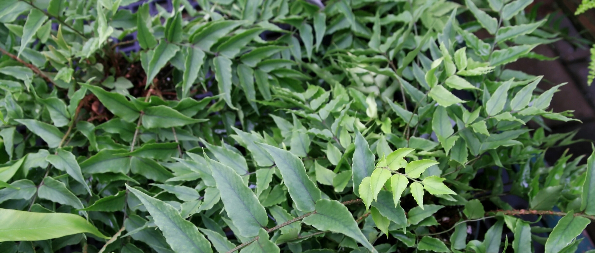 7 helechos persistentes