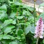 Francoa: 6 ideas de asociaciones acertadas