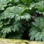 Asociar Gunnera
