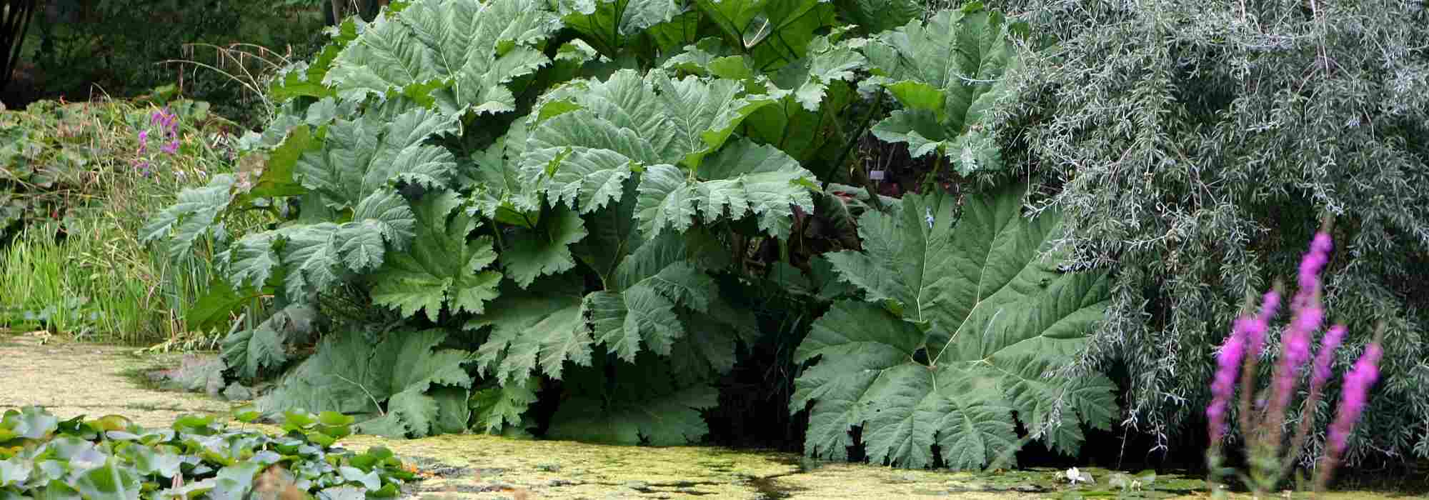 Asociar Gunnera