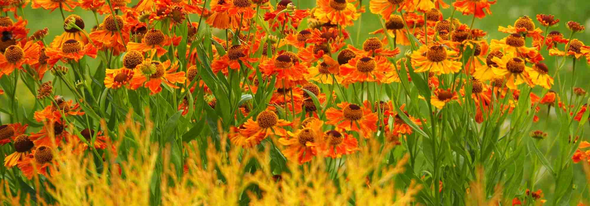 6 ideas para combinar Helenium