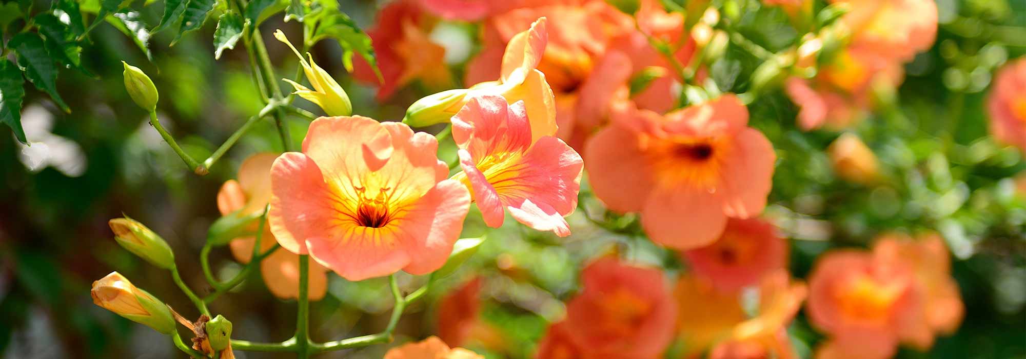 5 trompetas trepadoras: las variedades más bellas