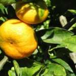 Mandarino: plantar, cuidar y recolectar los frutos