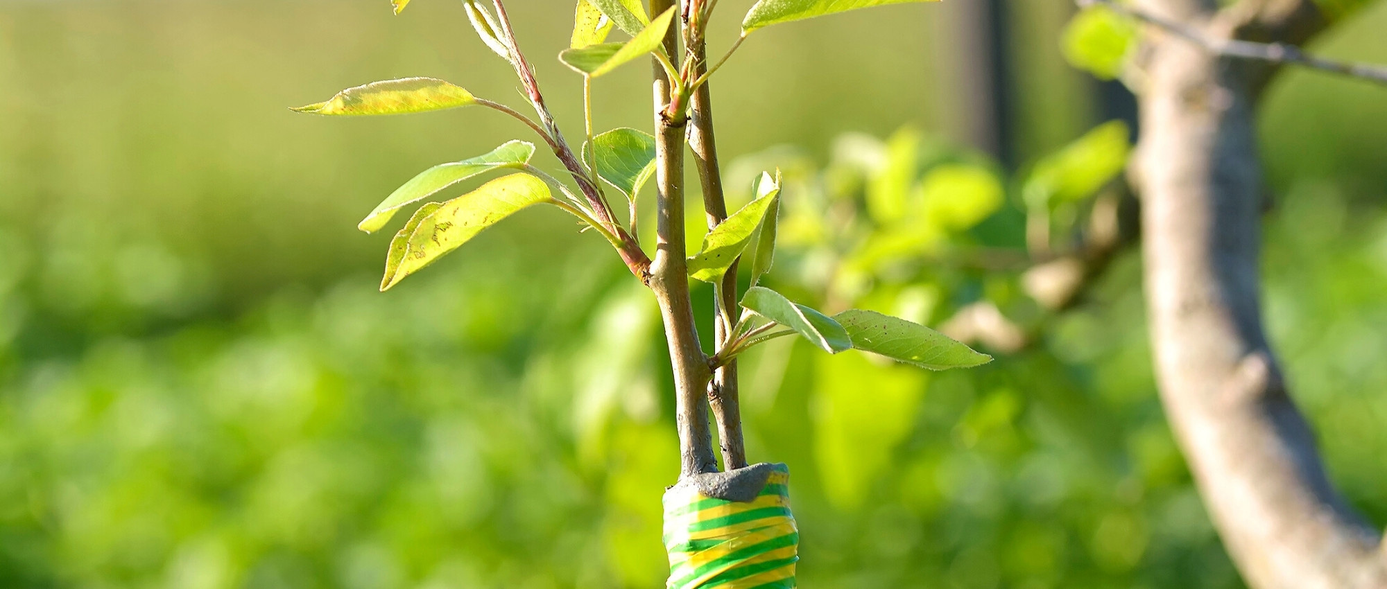 ¿Qué es un portainjerto y cuál elegir?