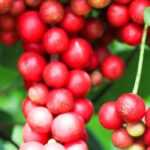 Secar bayas de schisandra