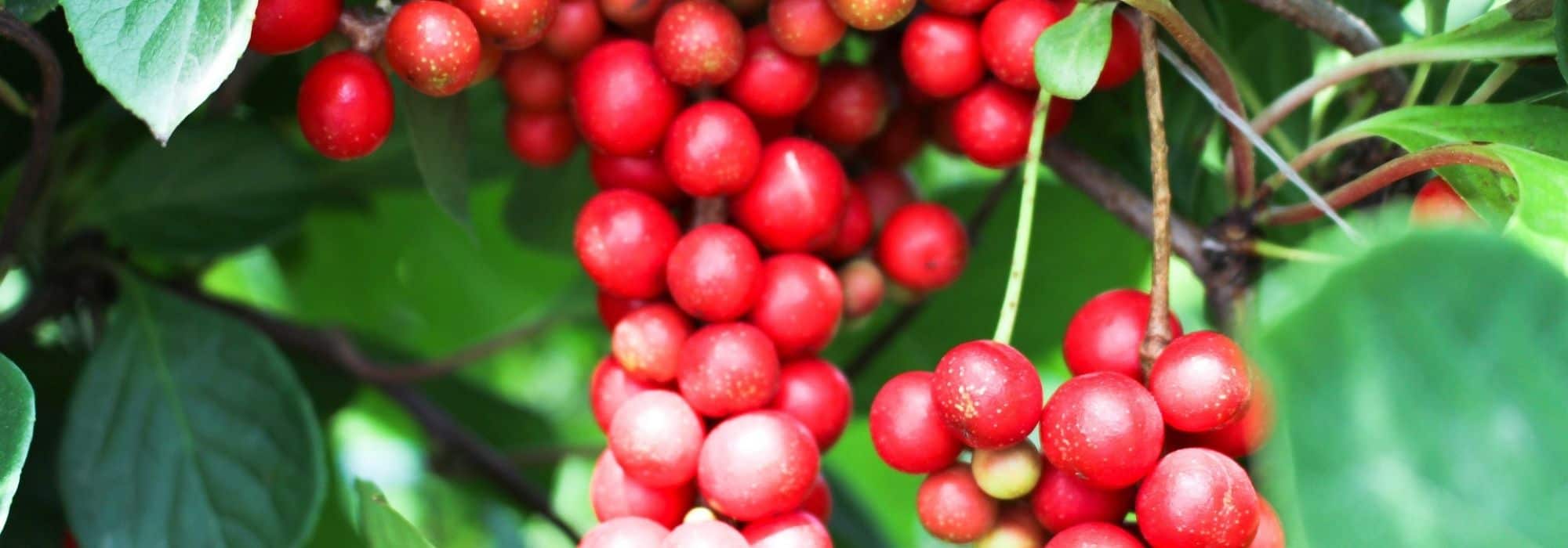 Secar bayas de schisandra