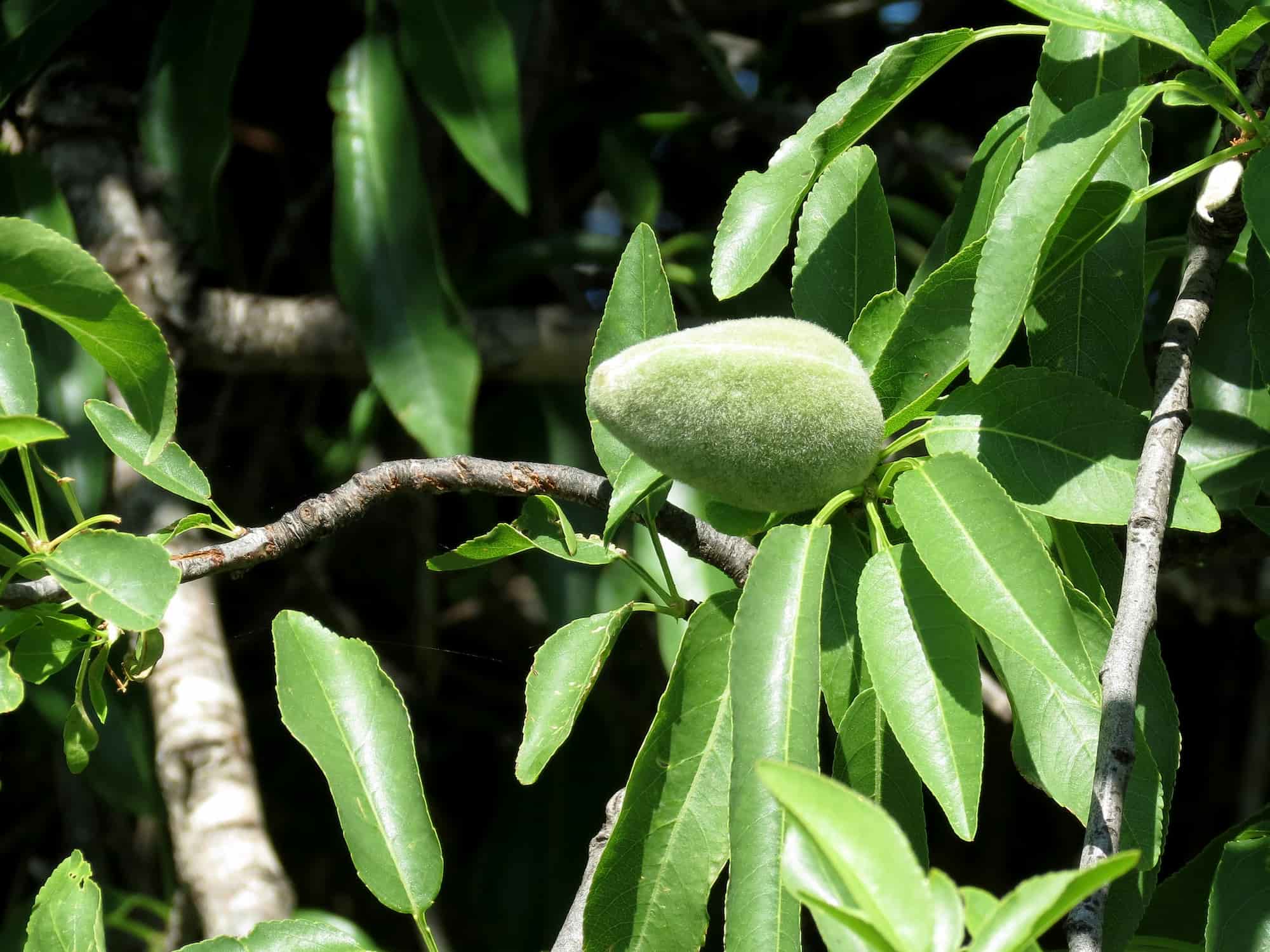 Almendro: plantar, podar, cosechar
