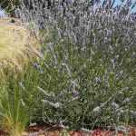 Diseñar un jardín sin riego (o casi)