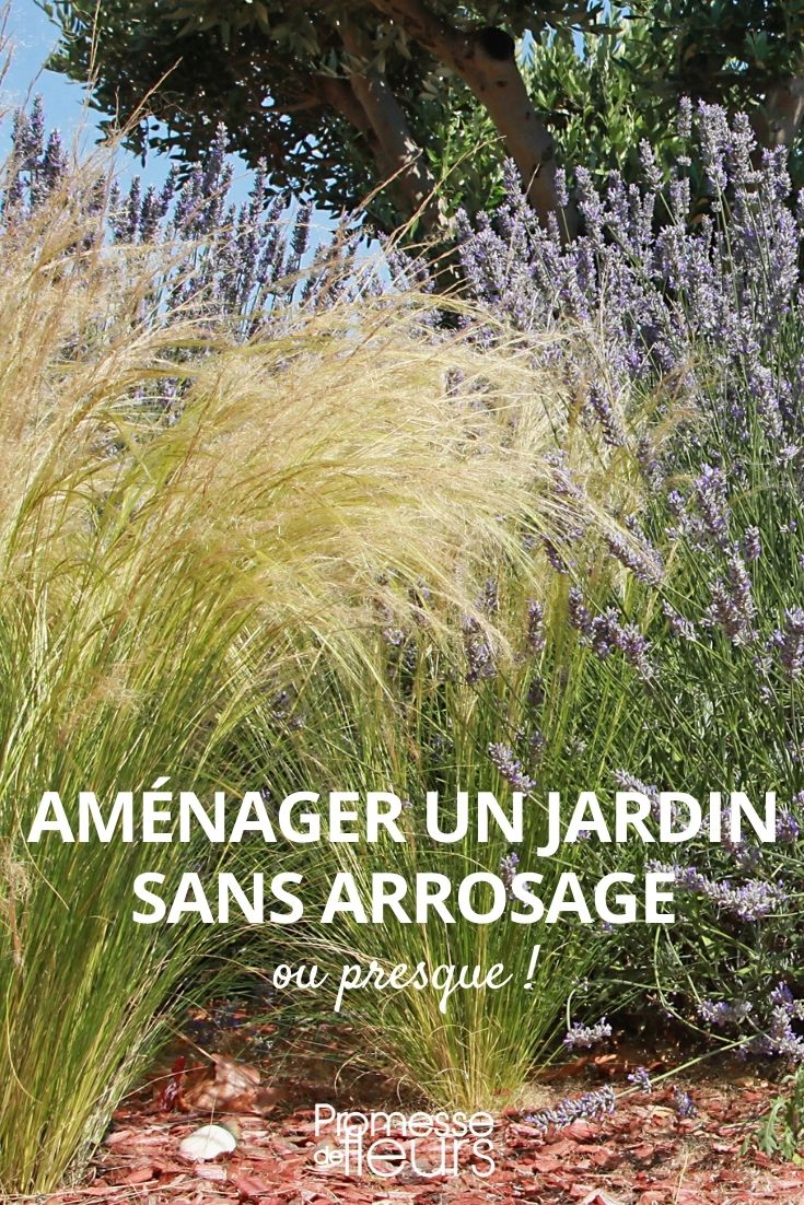 crear un jardín sin riego