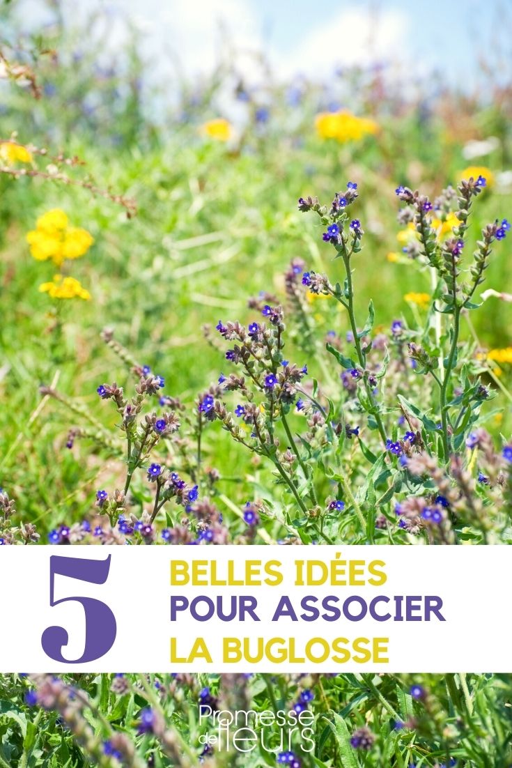 buglosa: nuestras ideas de asociación