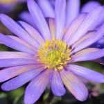 Cultivar anémona blanda en macetas