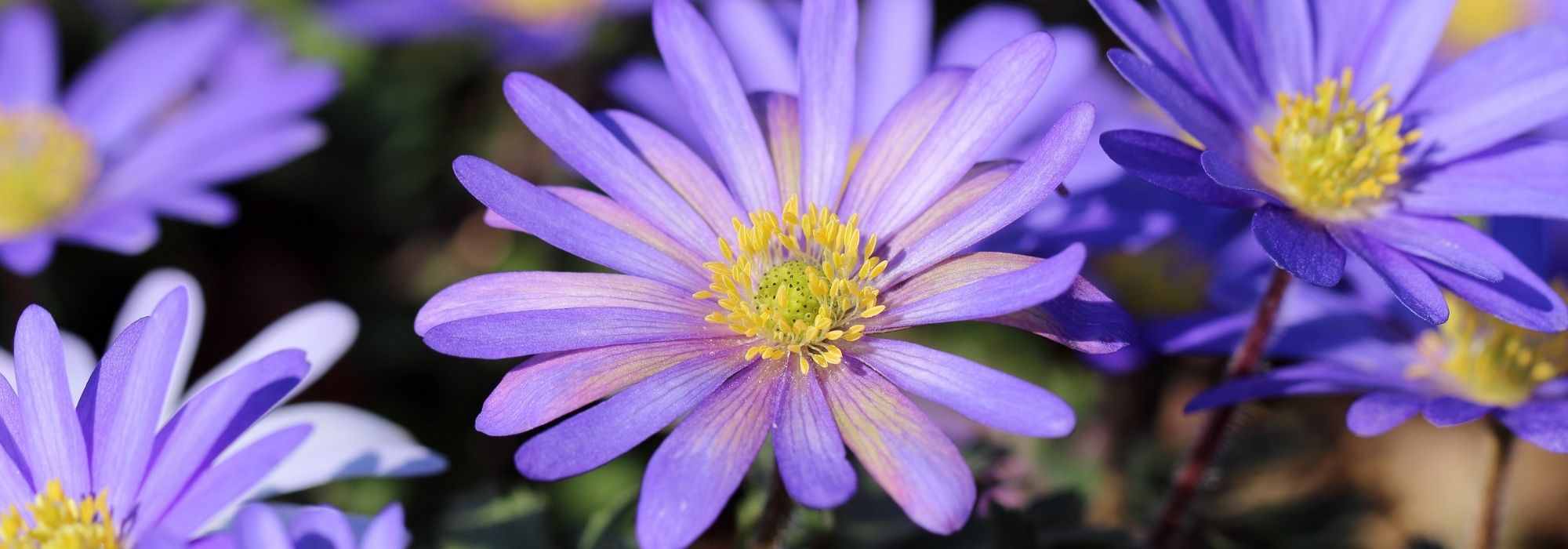 Cultivar anémona blanda en macetas