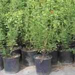 Árboles y arbustos: ¿en raíces desnudas, con cepellón o en macetas?