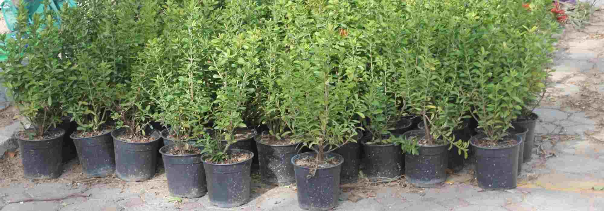 Árboles y arbustos: ¿en raíces desnudas, con cepellón o en macetas?