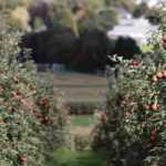 7 frutales para clima continental