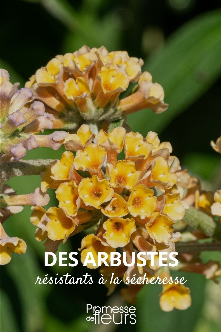 arbustos resistentes a la sequía