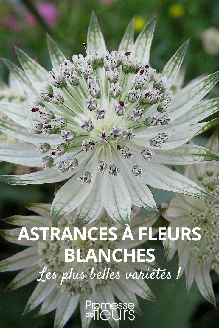 selección de astrantias de flores blancas