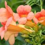 7 trompetas trepadoras: apuestas seguras