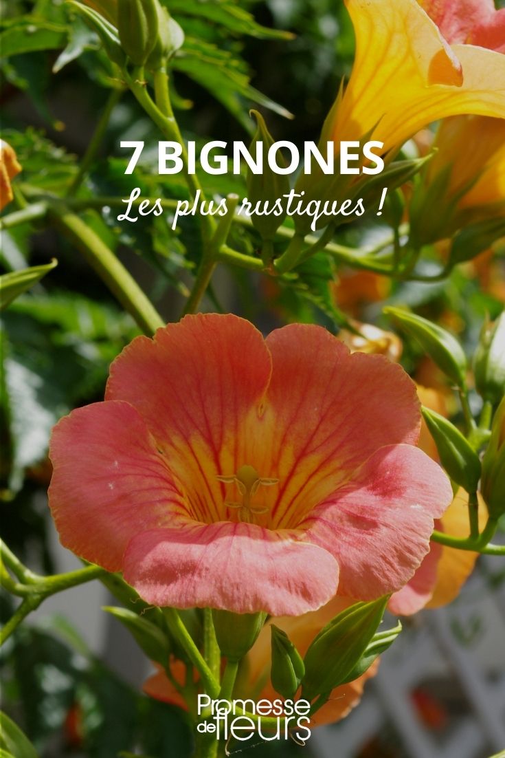 Bignones más resistentes