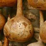 ¿Cómo secar porongos?