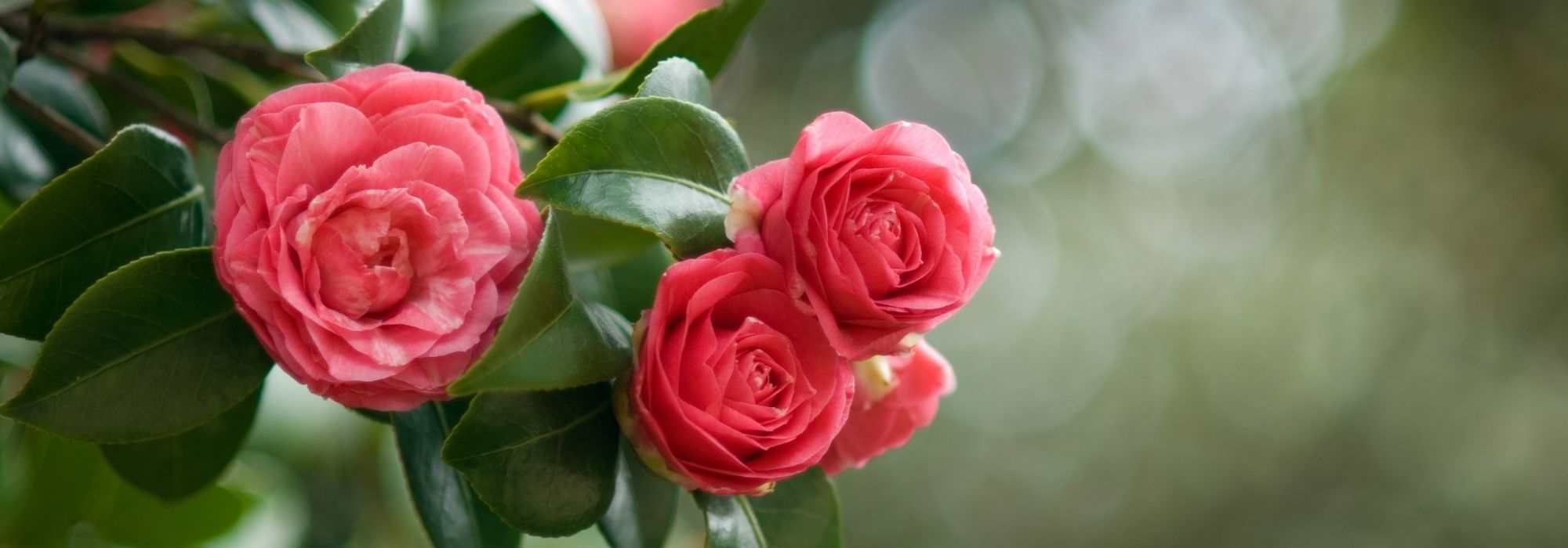 ¿Cómo elegir una camelia de otoño?