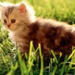 Plantas tóxicas para animales