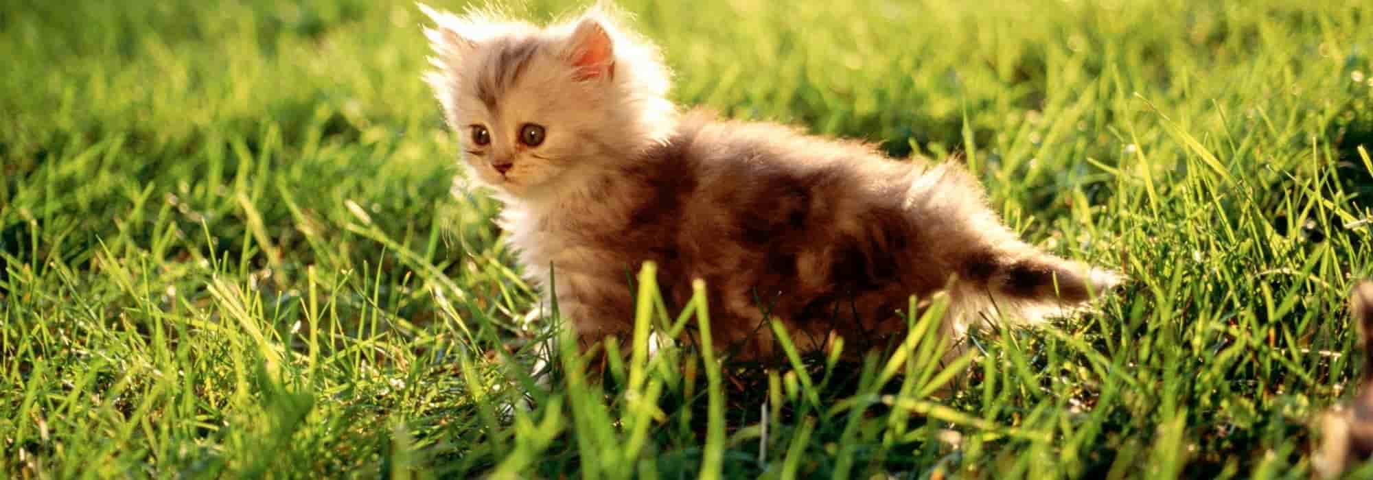 Plantas tóxicas para animales