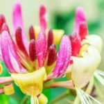 Madreselva: apuestas seguras