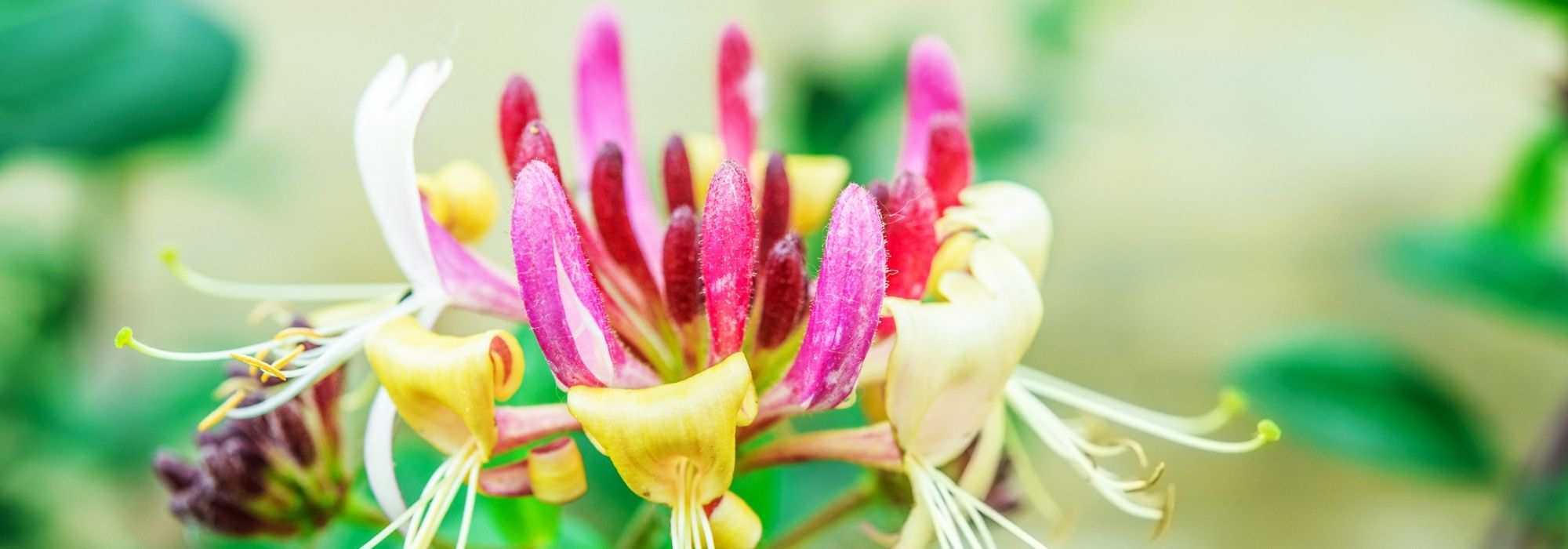 Madreselva: apuestas seguras