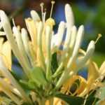 Asociar la madreselva