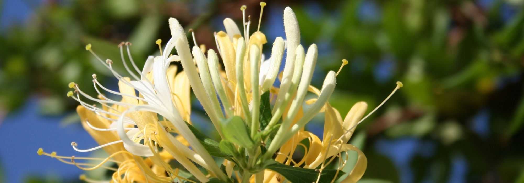 Asociar la madreselva