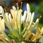 Madreselvas: las más perfumadas.