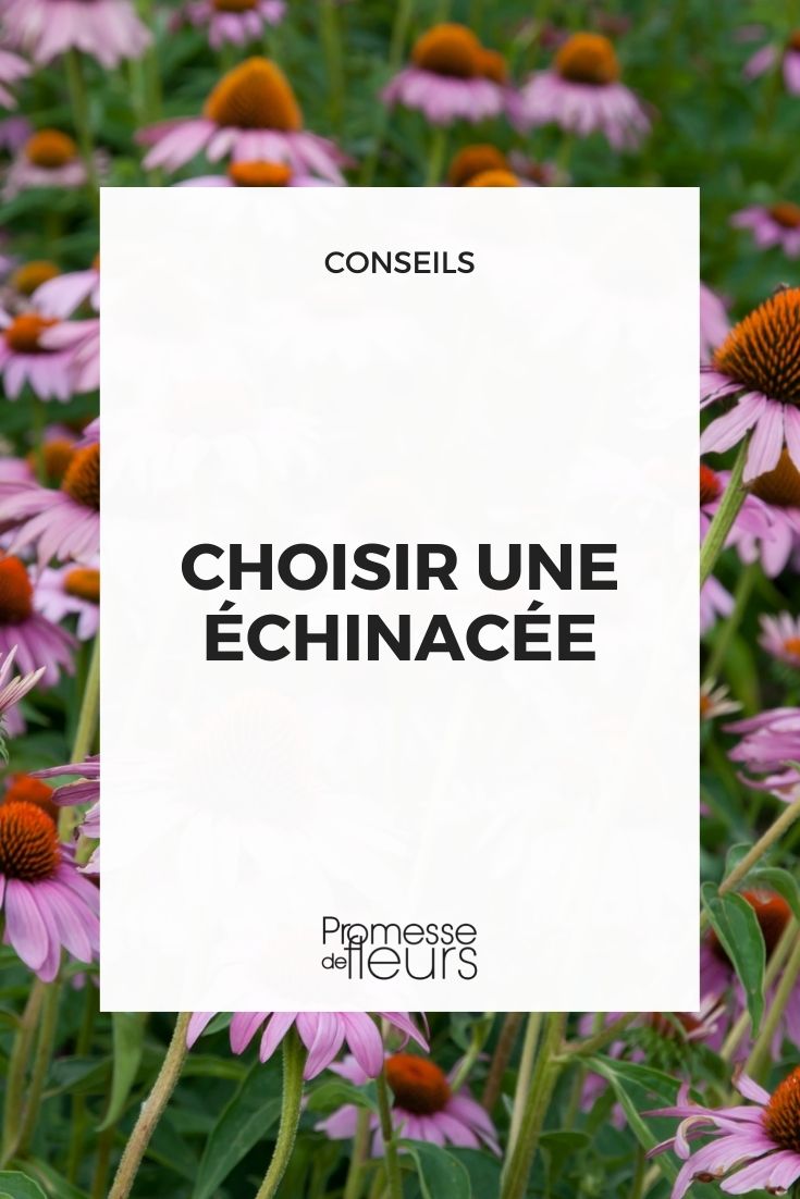 Elegir Echinacea