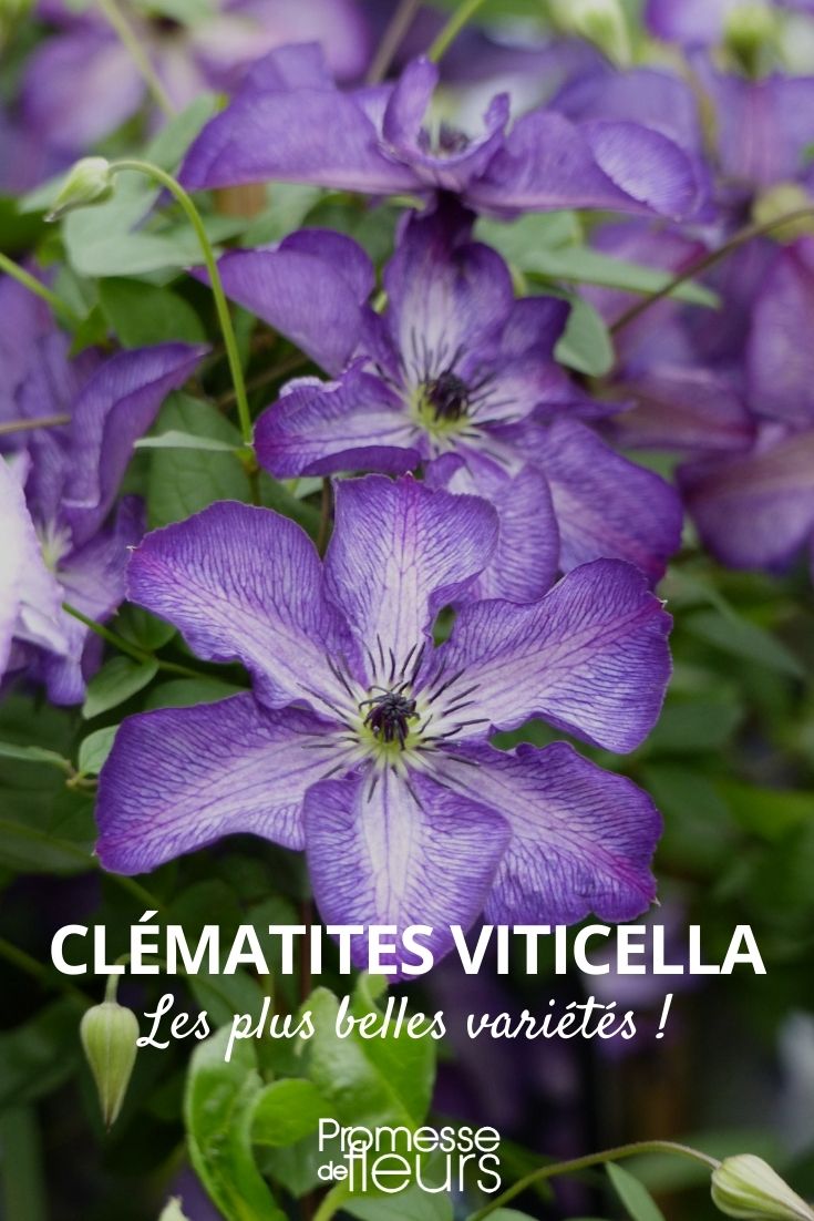 clemátide viticella