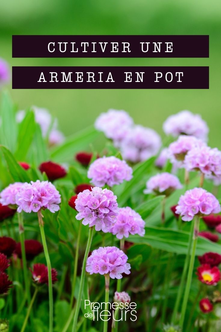 cultivar armeria en maceta