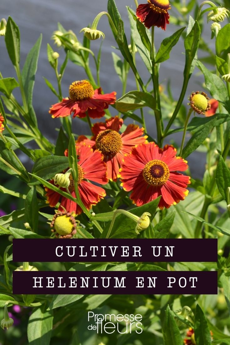 cultivar helenium en maceta