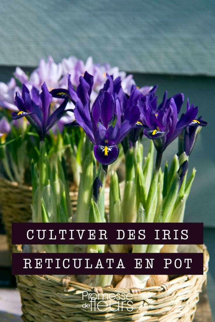 cultivar iris reticulata en maceta