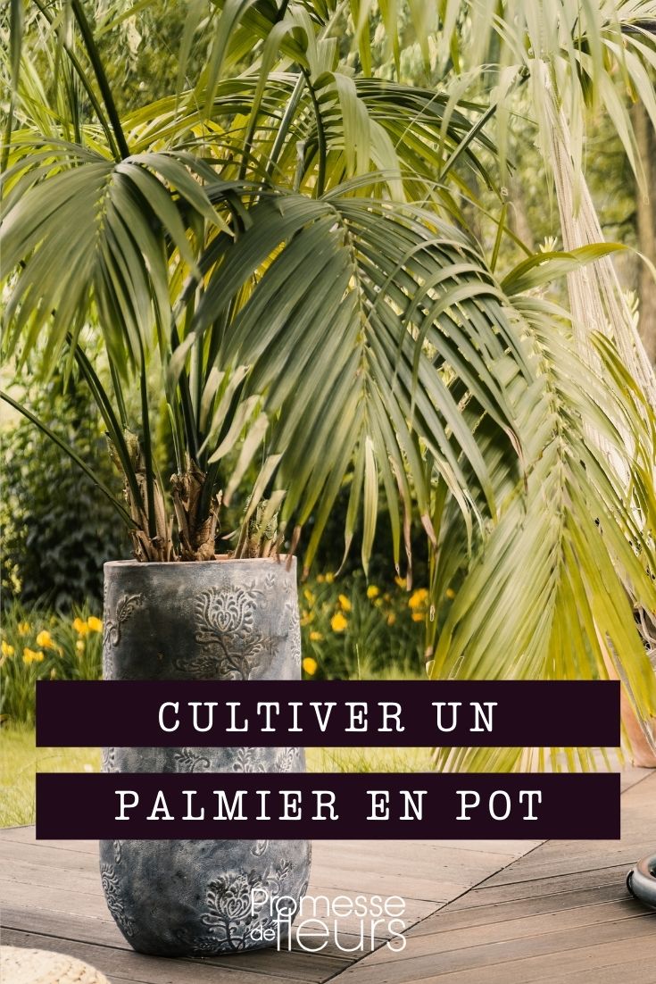 cultivar palmera en maceta