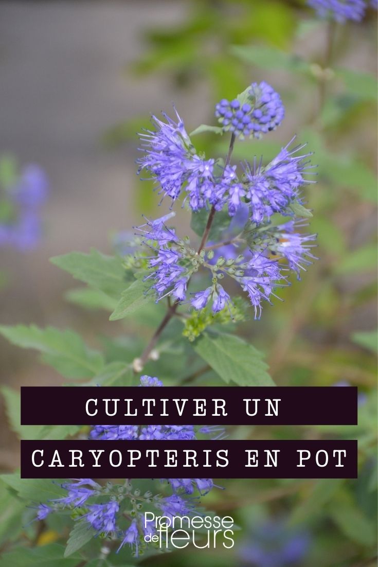 cultivar un caryopteris en maceta