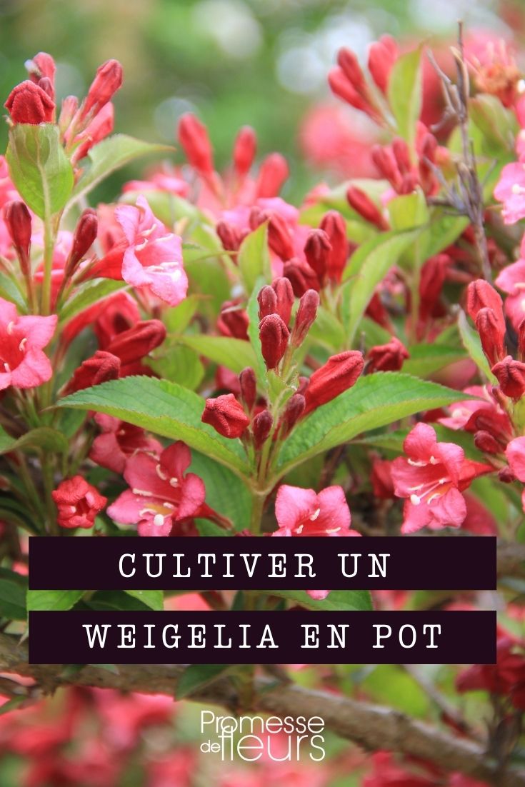 cultivar un weigelia en maceta