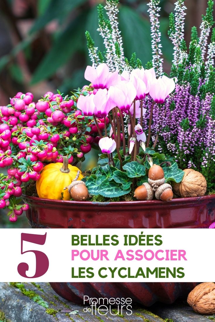 Ciclámene - Asociar