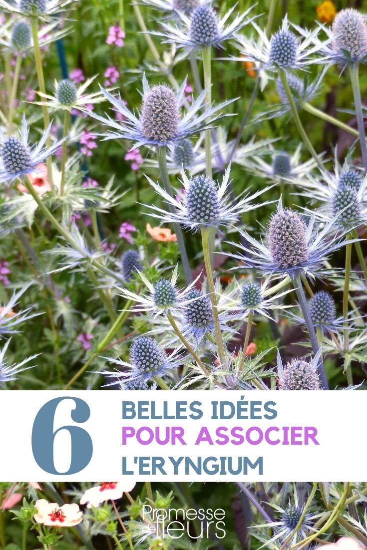 Ideas de asociación: Eryngium