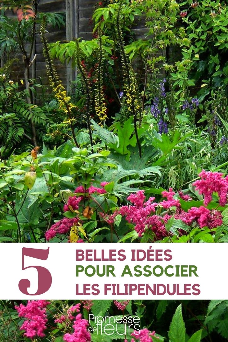 Filipendula: nuestras ideas de asociación