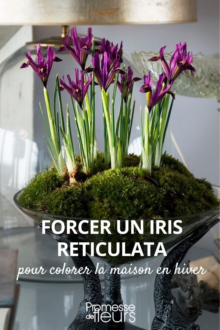 Iris reticulata