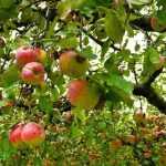 Frutales: ¿a raíz desnuda, con cepellón o en maceta?